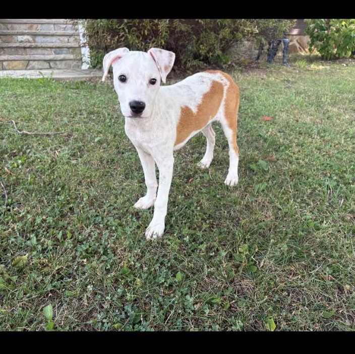 Steele, a ADOPTABLE mixed breed in Philadelphia, PA image 5/6