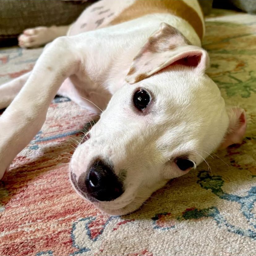 Steele, a ADOPTABLE mixed breed in Philadelphia, PA image 4/6