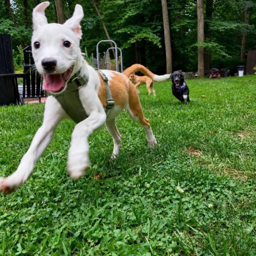 Steele, a ADOPTABLE mixed breed in Philadelphia, PA image 3/6