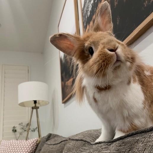 Enlarge Rupert and Cocoa Puff, a Adoptable Lionhead in Salt Lake City, UT image 6/6