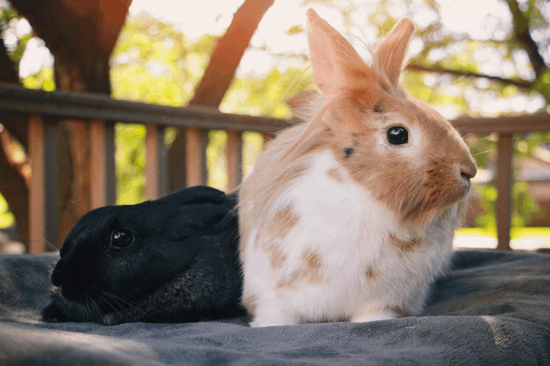Rupert and Cocoa Puff, Adoptable, Adult Female Lionhead.