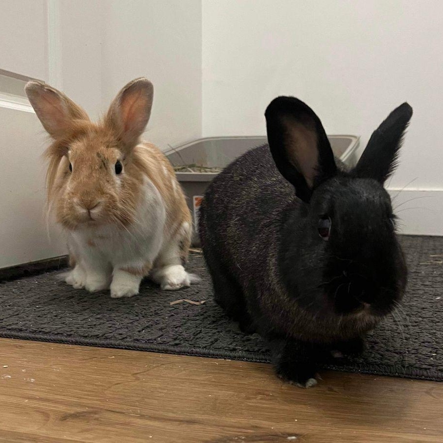 Enlarge Rupert and Cocoa Puff, a Adoptable Lionhead in Salt Lake City, UT image 2/6