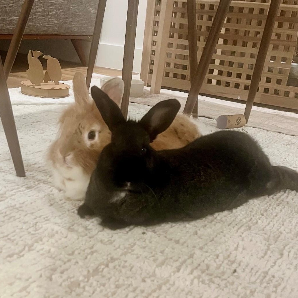 Enlarge Rupert and Cocoa Puff, a Adoptable Lionhead in Salt Lake City, UT image 4/6