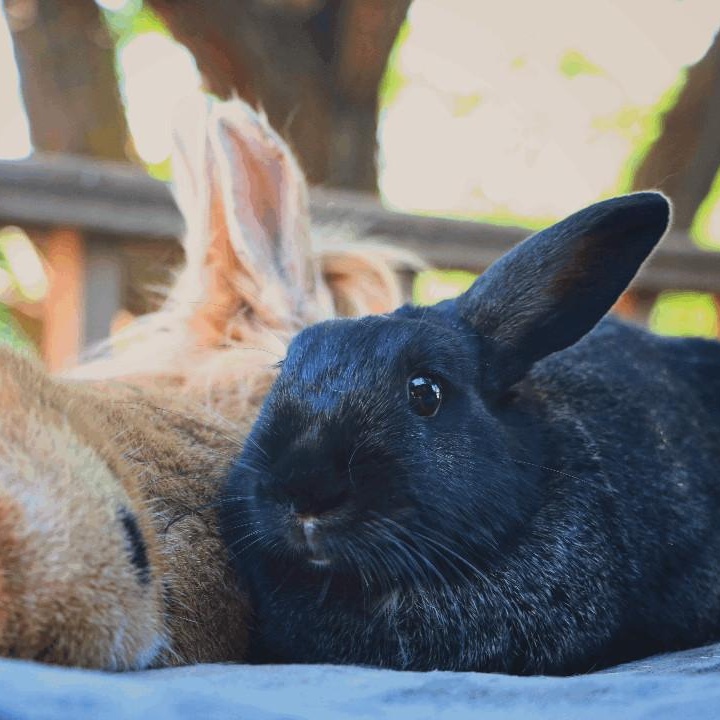 Enlarge Rupert and Cocoa Puff, a Adoptable Lionhead in Salt Lake City, UT image 3/6