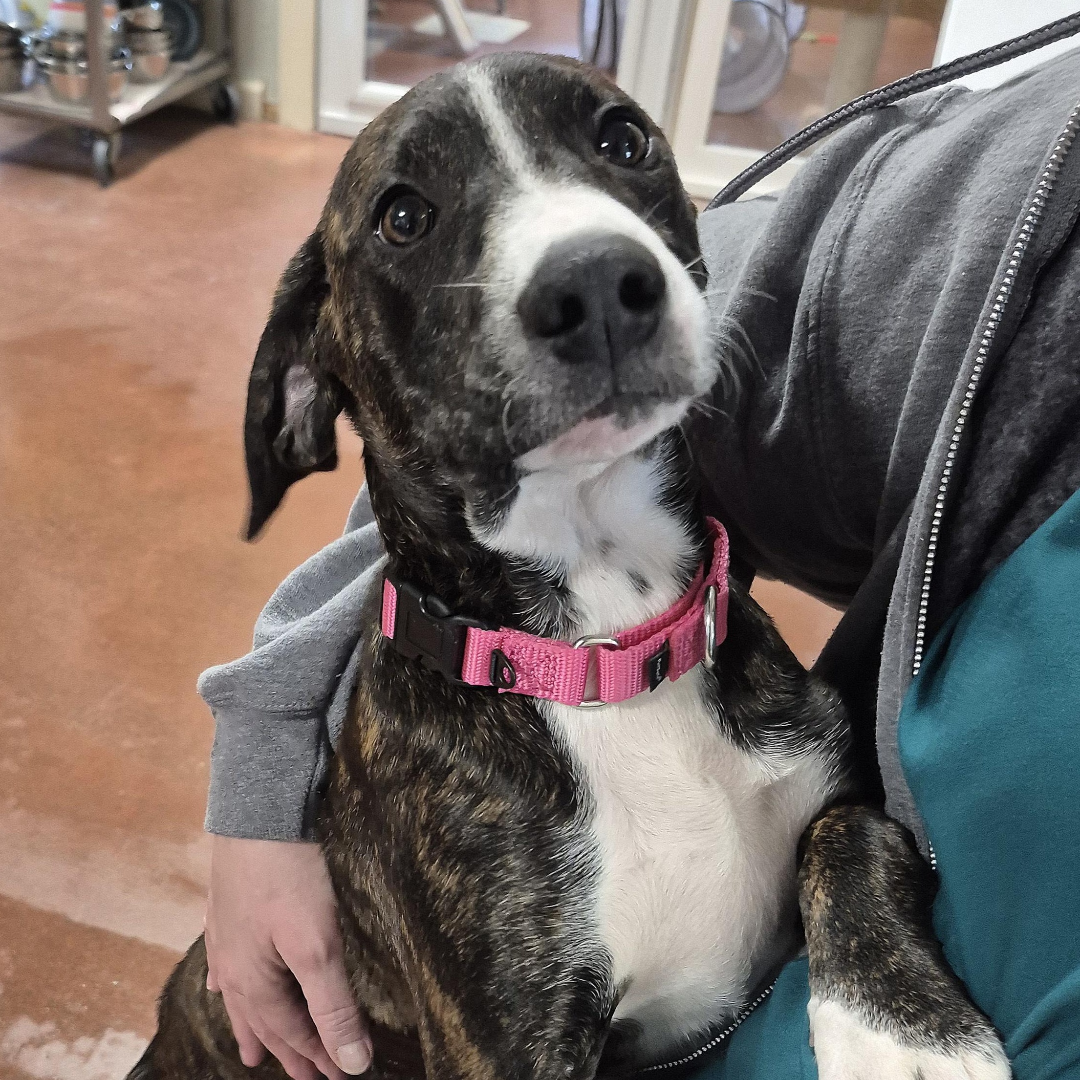 Enlarge Julie, an adopted mixed breed in Tioga, PA image 2/6