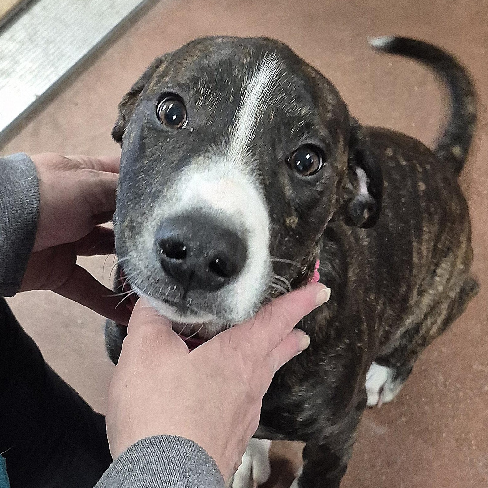 Enlarge Julie, an adopted mixed breed in Tioga, PA image 1/6