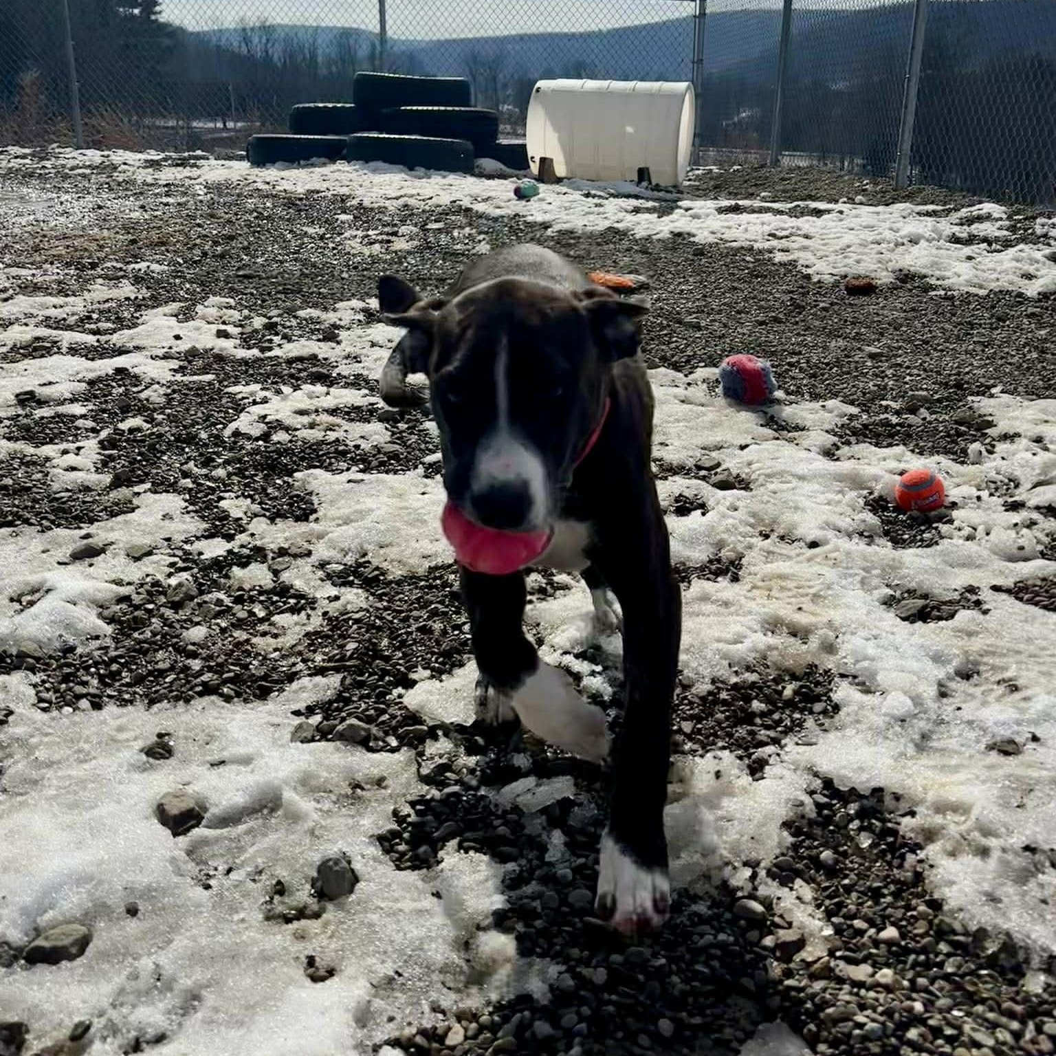 Enlarge Julie, an adopted mixed breed in Tioga, PA image 4/6