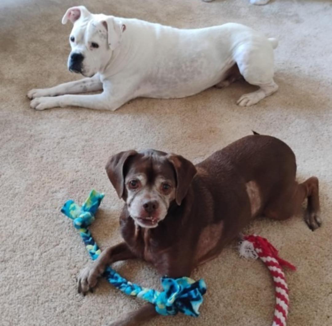 Enlarge Leo - BONDED WITH LADY AKA LADYBUG, a Adoptable Boxer in Shakopee, MN image 1/3