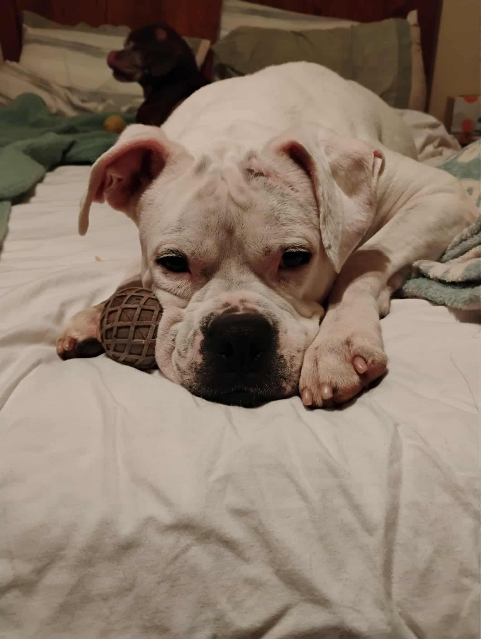 Enlarge Leo - BONDED WITH LADY AKA LADYBUG, a Adoptable Boxer in Shakopee, MN image 2/3