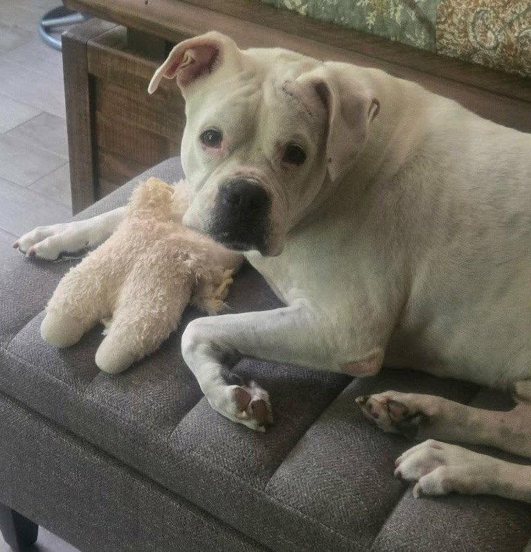 Enlarge Leo - BONDED WITH LADY AKA LADYBUG, a Adoptable Boxer in Shakopee, MN image 1/3
