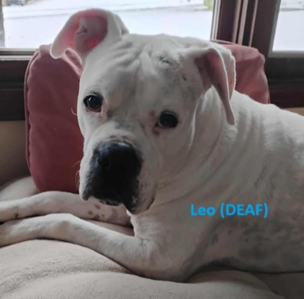Enlarge Leo - BONDED WITH LADY AKA LADYBUG, a Adoptable Boxer in Shakopee, MN image 2/3