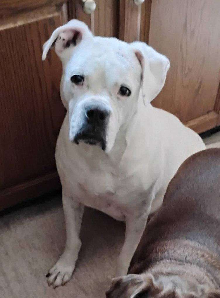 Enlarge Leo - BONDED WITH LADY AKA LADYBUG, a Adoptable Boxer in Shakopee, MN image 3/3