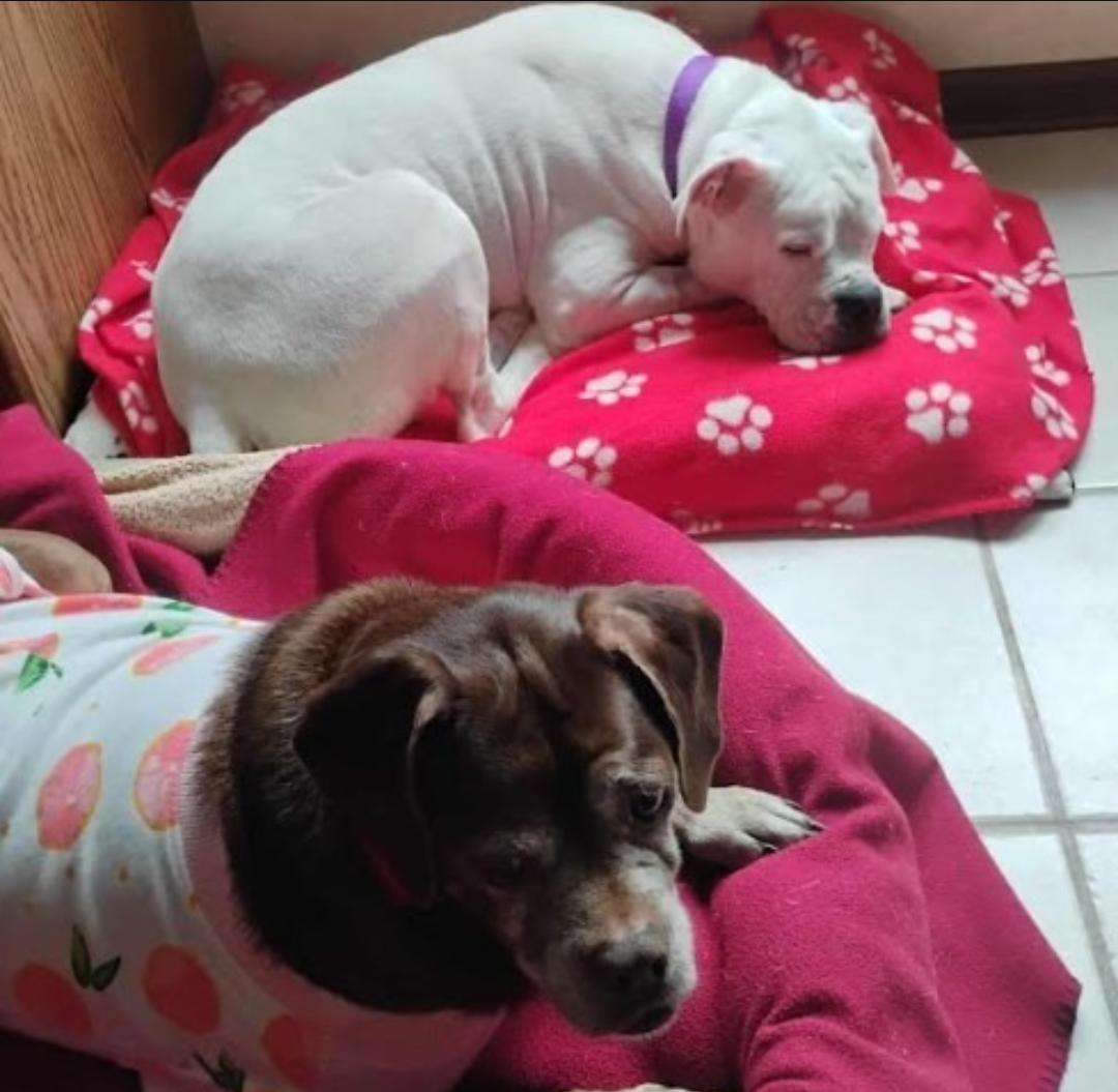 Enlarge Leo - BONDED WITH LADY AKA LADYBUG, a Adoptable Boxer in Shakopee, MN image 3/3