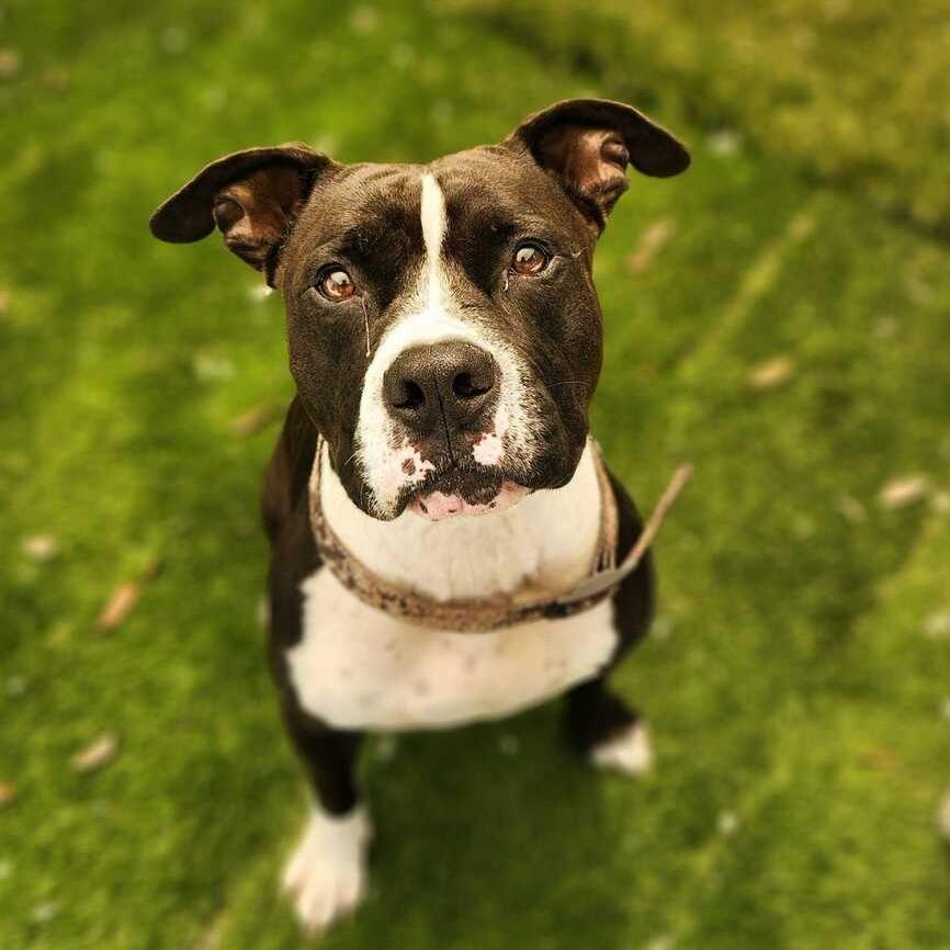 Bullet, Adoptable, Adult Male Mixed Breed.