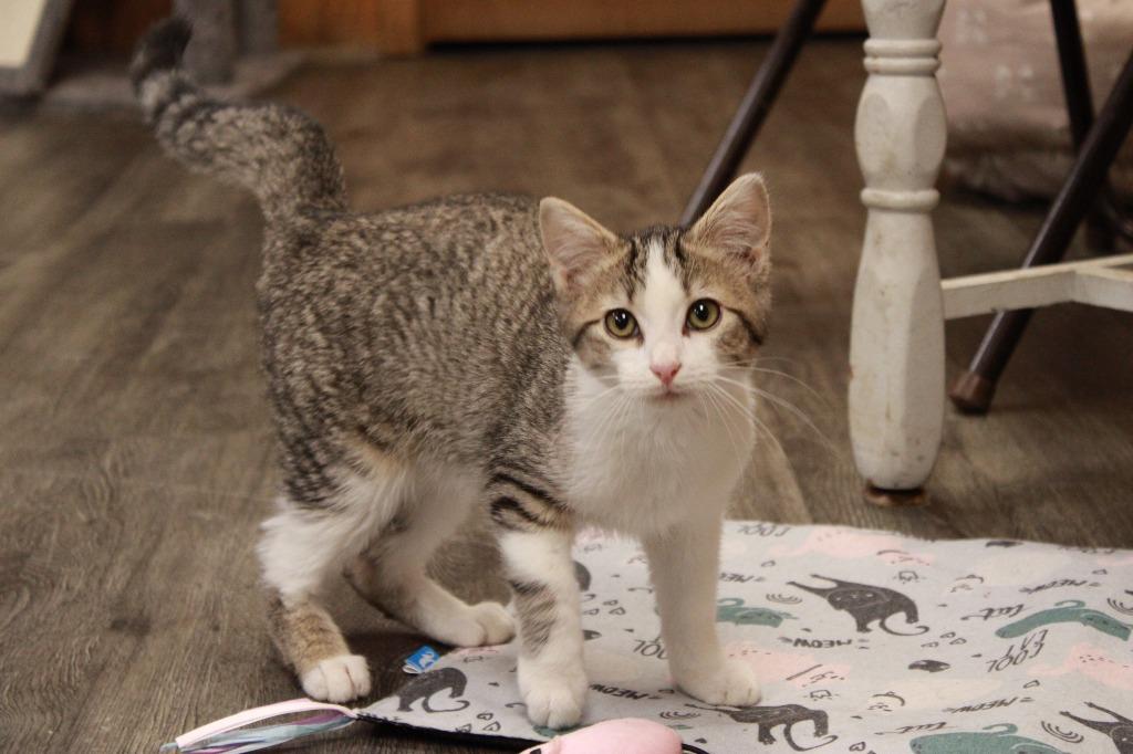 Eli, Adoptable, Kitten Male Abyssinian.
