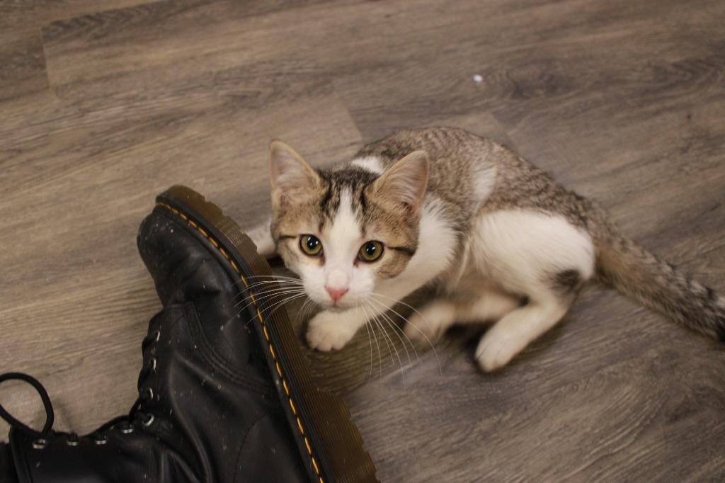 Enlarge Eli, a Adoptable Abyssinian in Dyersburg, TN image 2/4