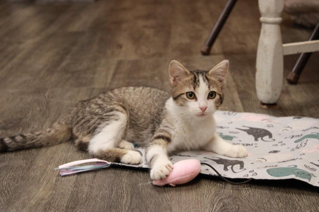 Enlarge Eli, a Adoptable Abyssinian in Dyersburg, TN image 4/4