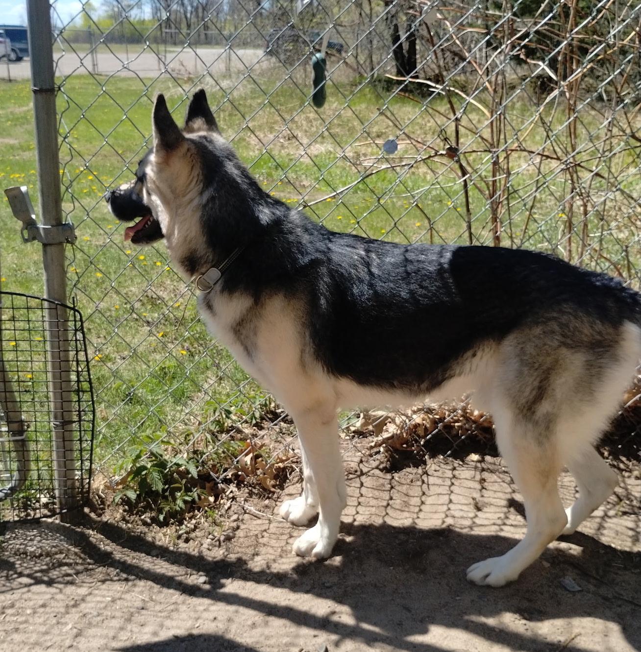 Butch, an adoptable mixed breed in Brainerd, MN image 3/3