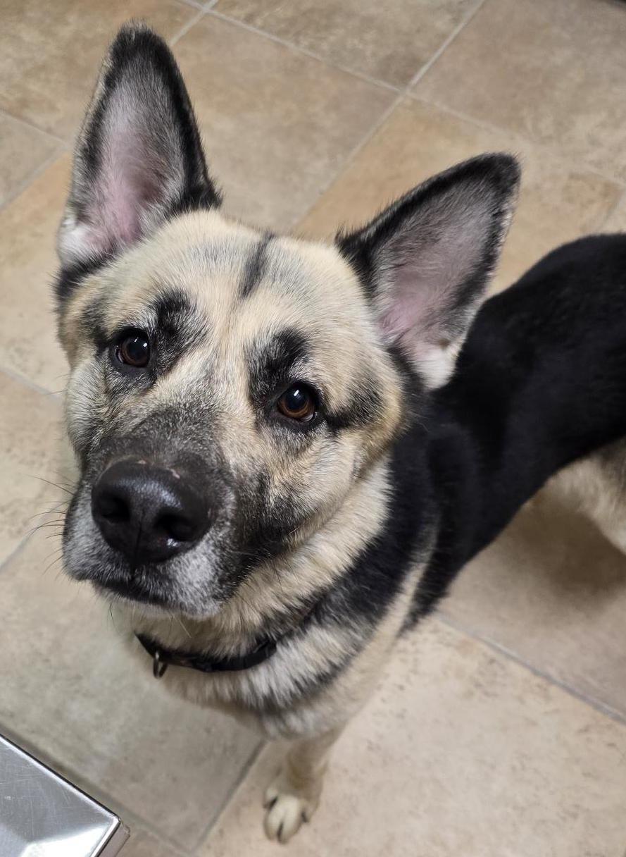 Butch, adoptable, Adult Male German Shepherd Dog.