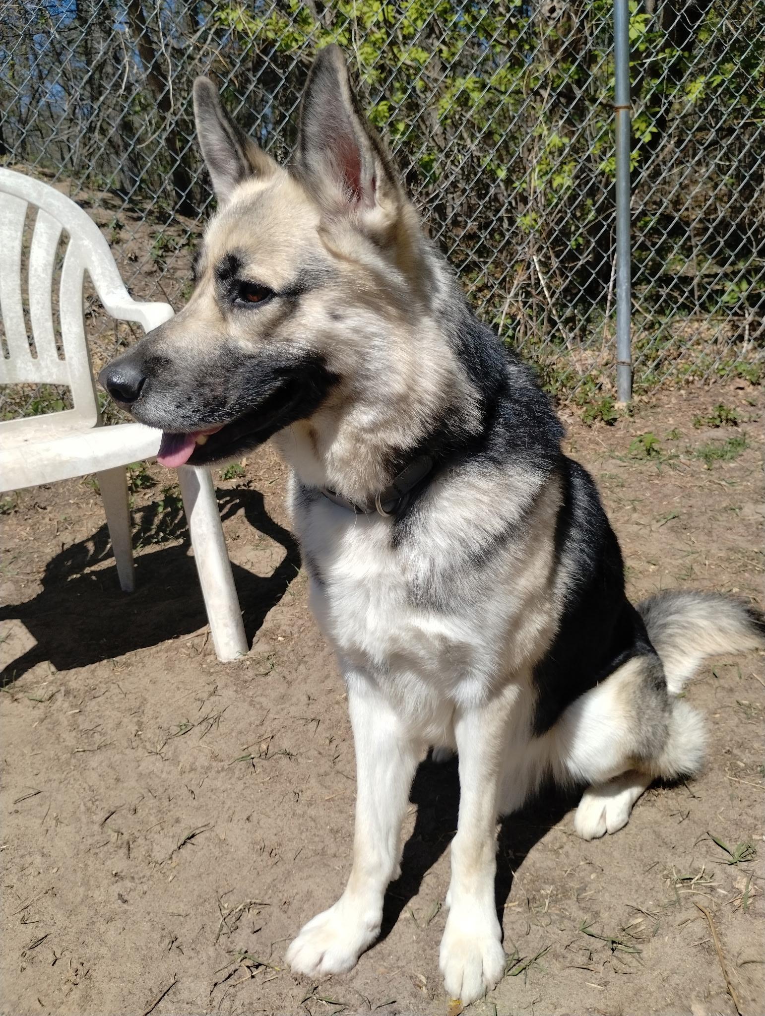 Butch, an adoptable mixed breed in Brainerd, MN image 1/3