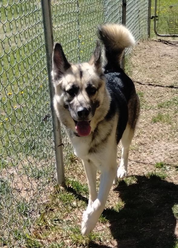 Butch, an adoptable mixed breed in Brainerd, MN image 2/3