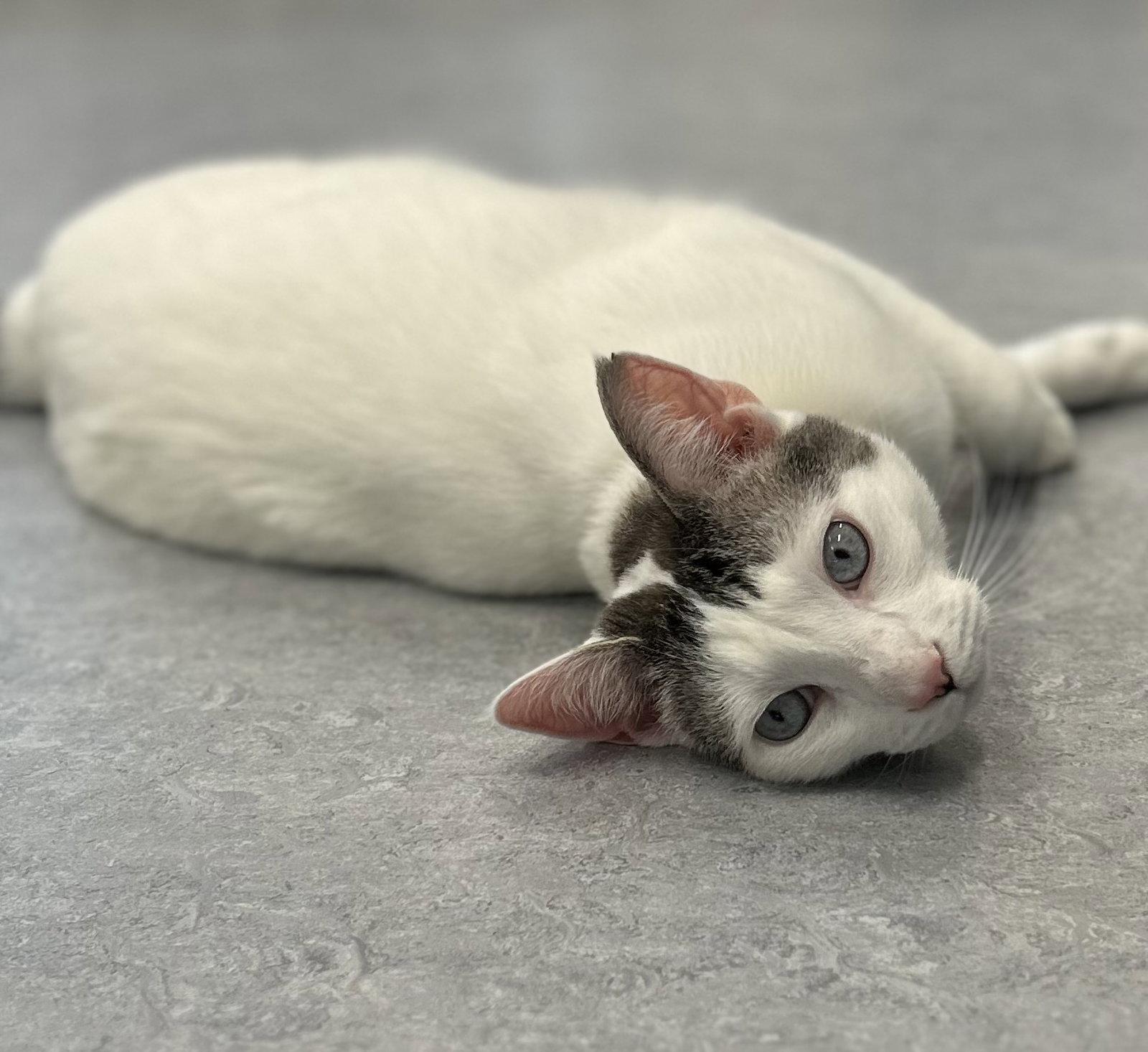 Peanut & Zorro, a Adoptable Domestic Short Hair in Arlington, VT image 1/2