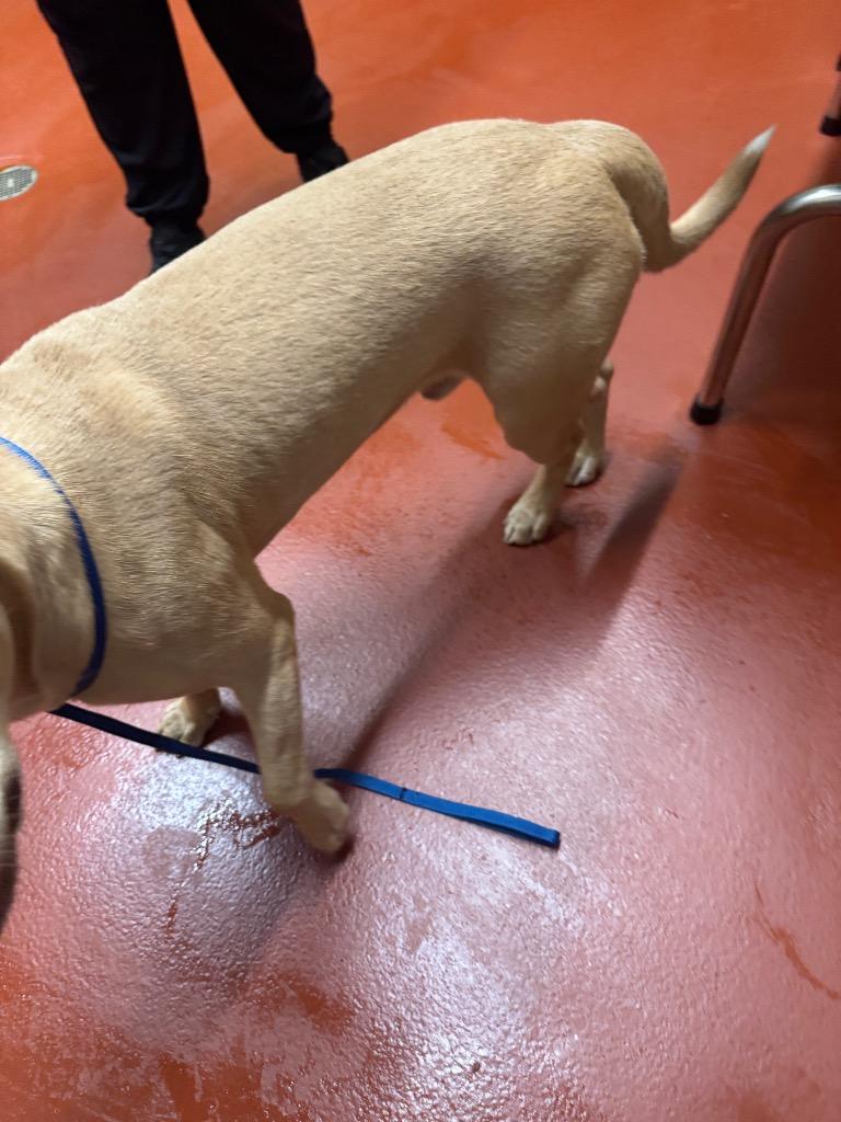 Harley +, Adoptable, Adult Male Mixed Breed.