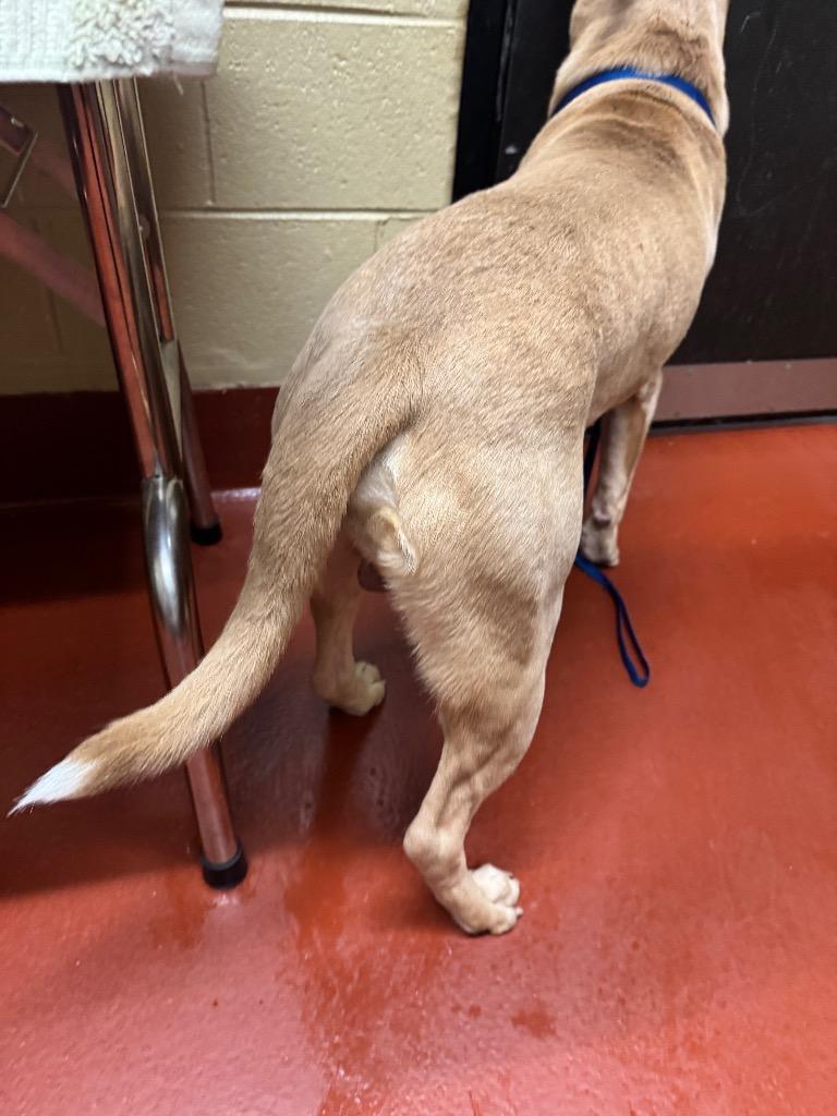 Enlarge Harley +, a Adoptable mixed breed in Douglasville, GA image 2/6