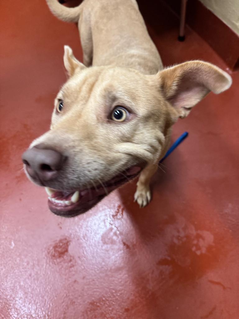 Enlarge Harley +, a Adoptable mixed breed in Douglasville, GA image 3/6