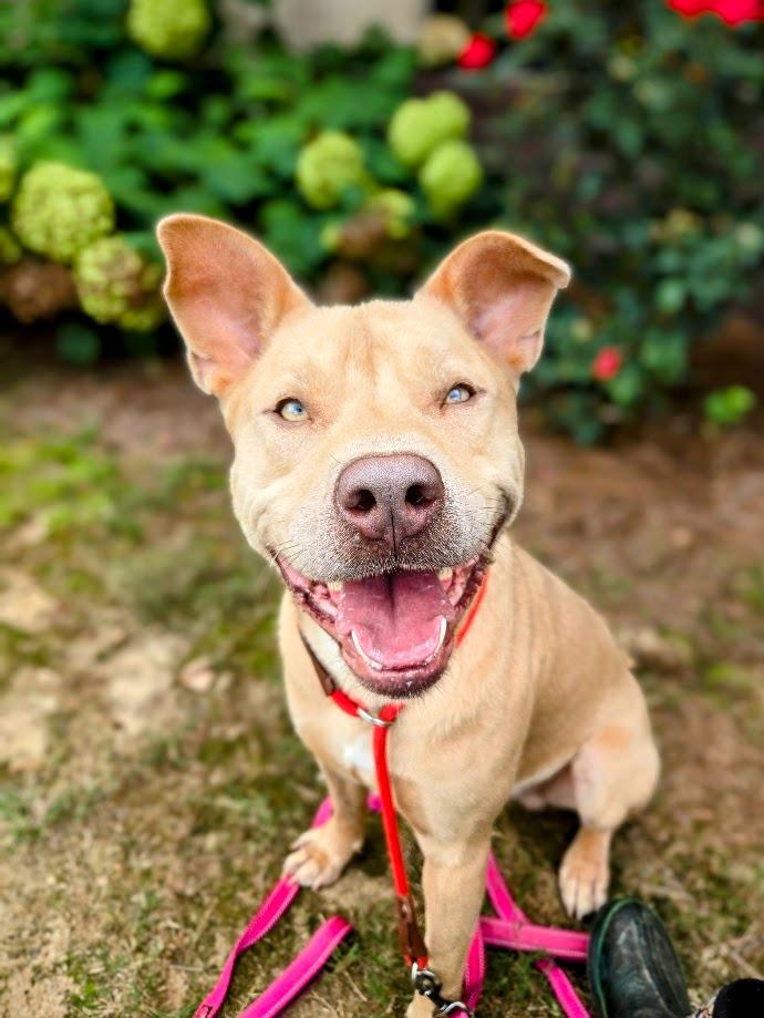 Enlarge Harley +, a Adoptable mixed breed in Douglasville, GA image 4/6