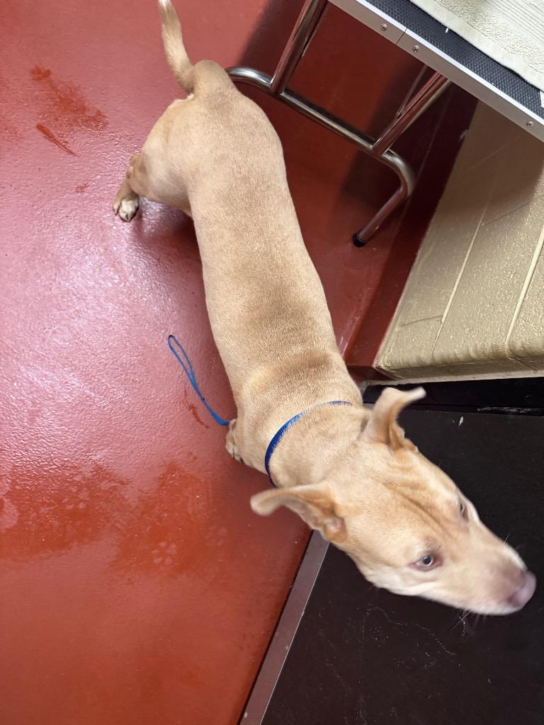 Enlarge Harley +, a Adoptable mixed breed in Douglasville, GA image 6/6