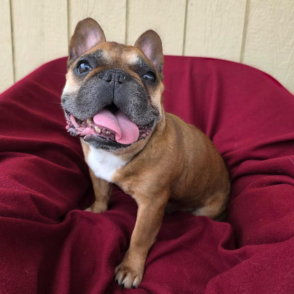 Tater, Adoptable, Adult Male French Bulldog.