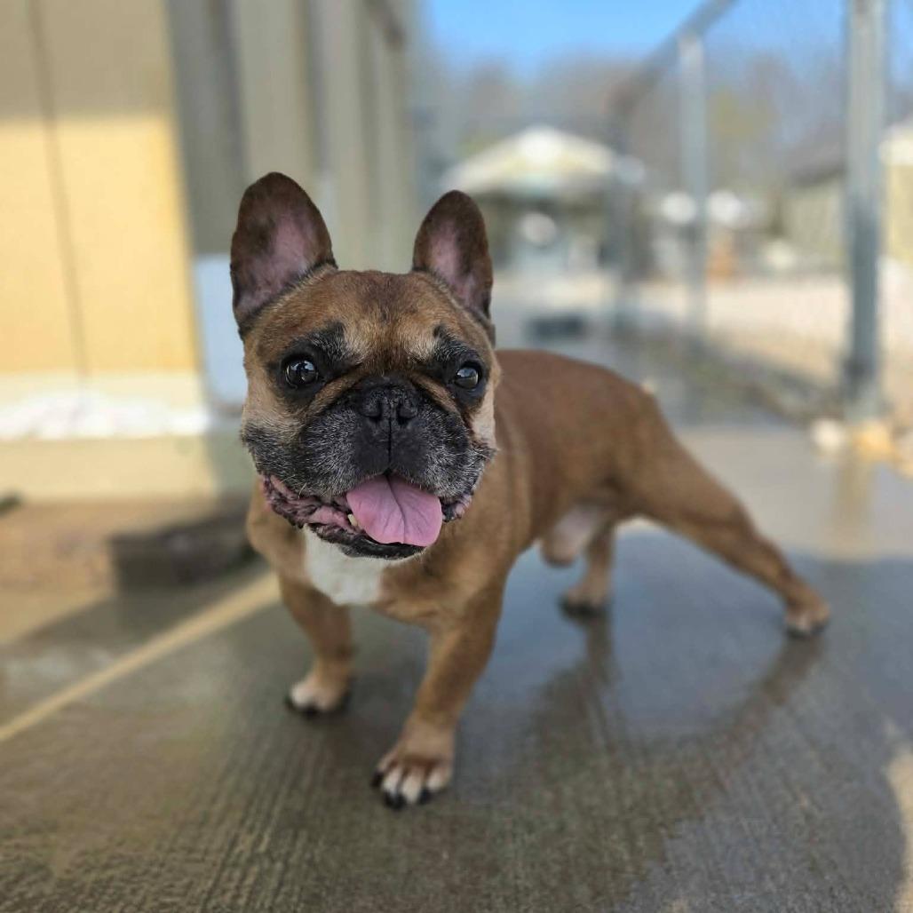 Enlarge Tater, a Adoptable French Bulldog in Jackson, MO image 2/6