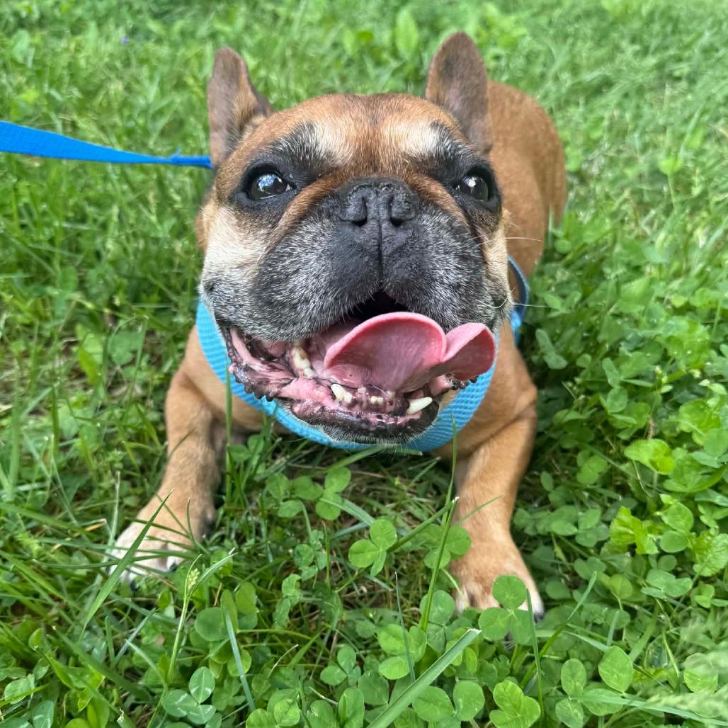 Enlarge Tater, a Adoptable French Bulldog in Jackson, MO image 3/6