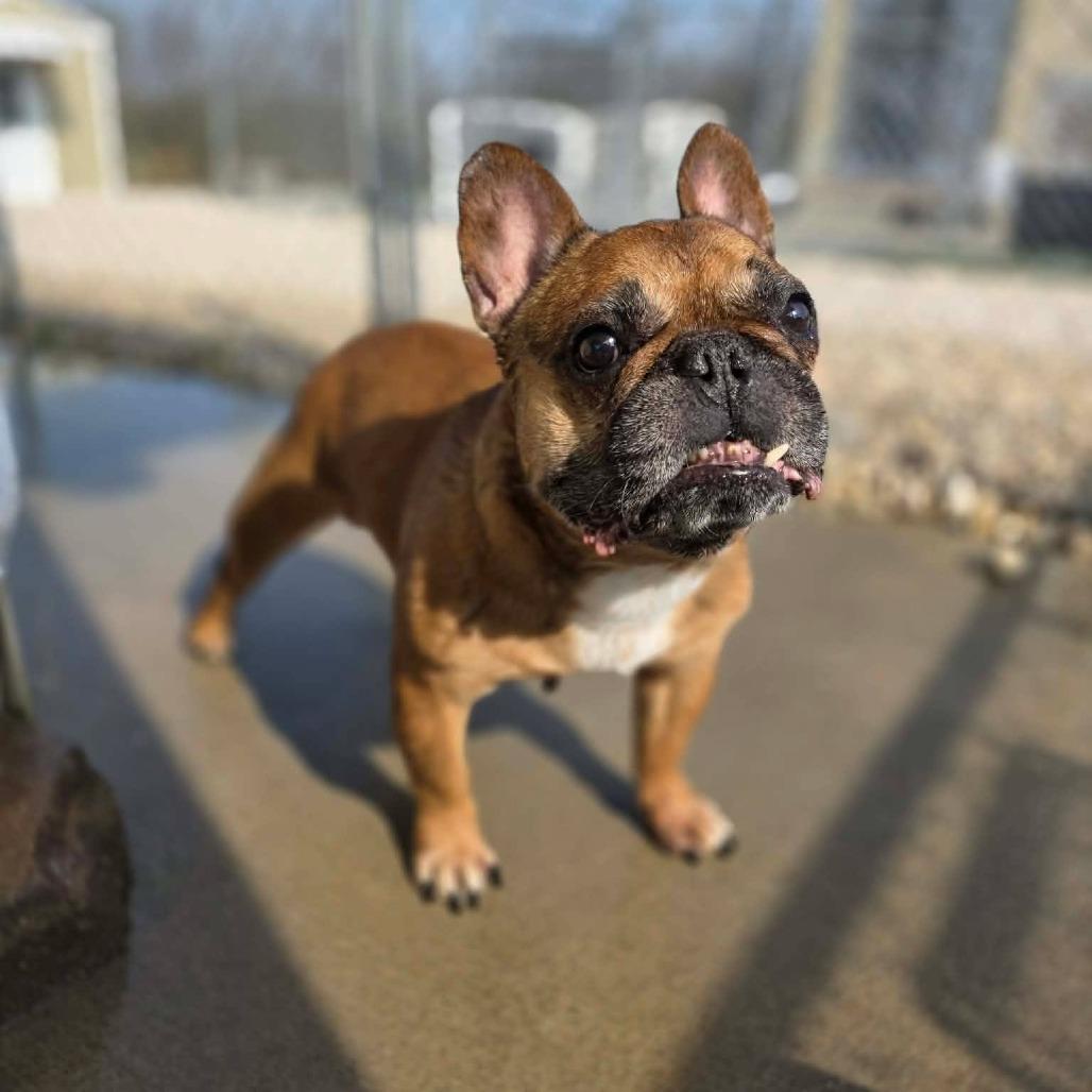 Enlarge Tater, a Adoptable French Bulldog in Jackson, MO image 3/6