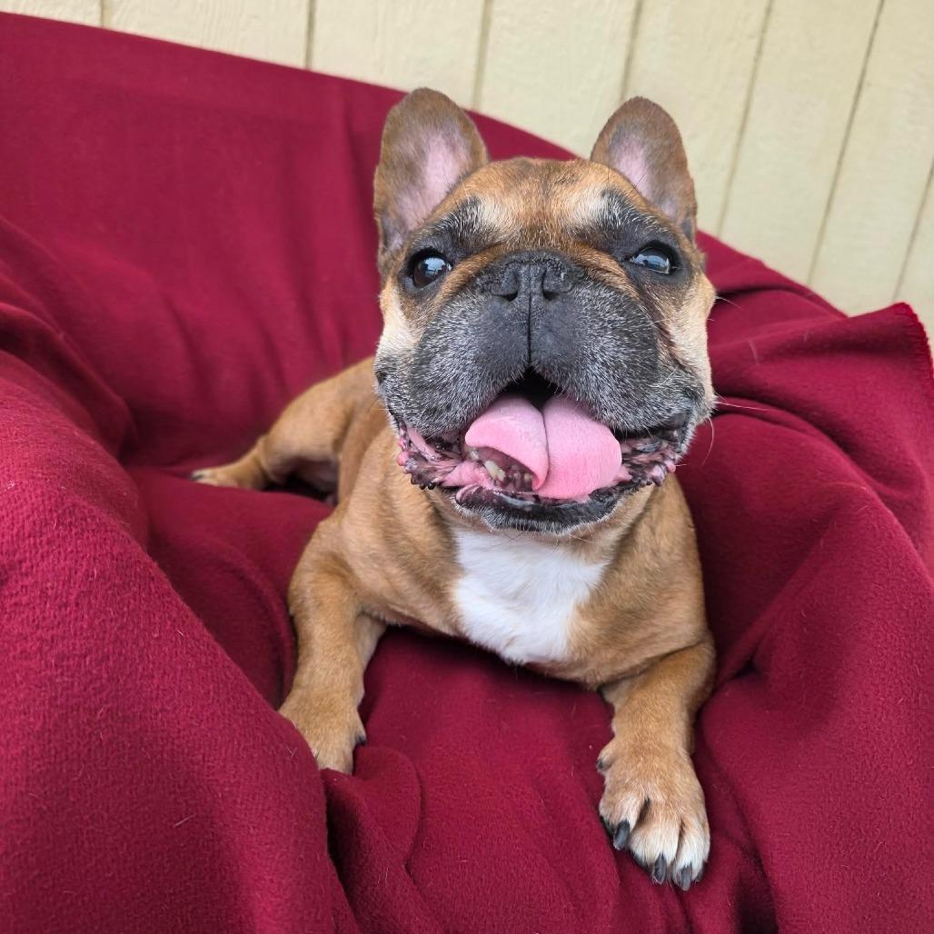 Enlarge Tater, a Adoptable French Bulldog in Jackson, MO image 4/6
