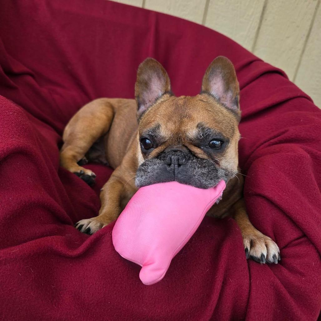 Enlarge Tater, a Adoptable French Bulldog in Jackson, MO image 5/6