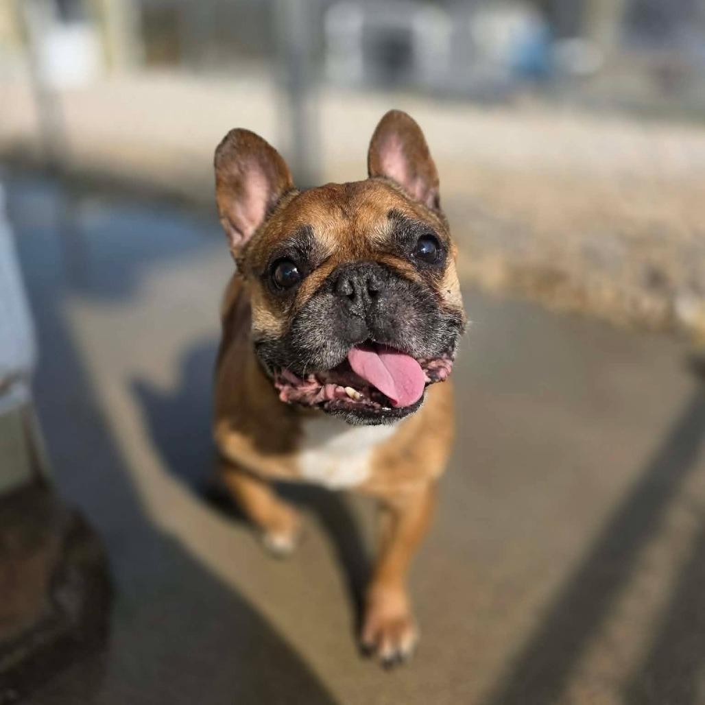 Enlarge Tater, a Adoptable French Bulldog in Jackson, MO image 6/6