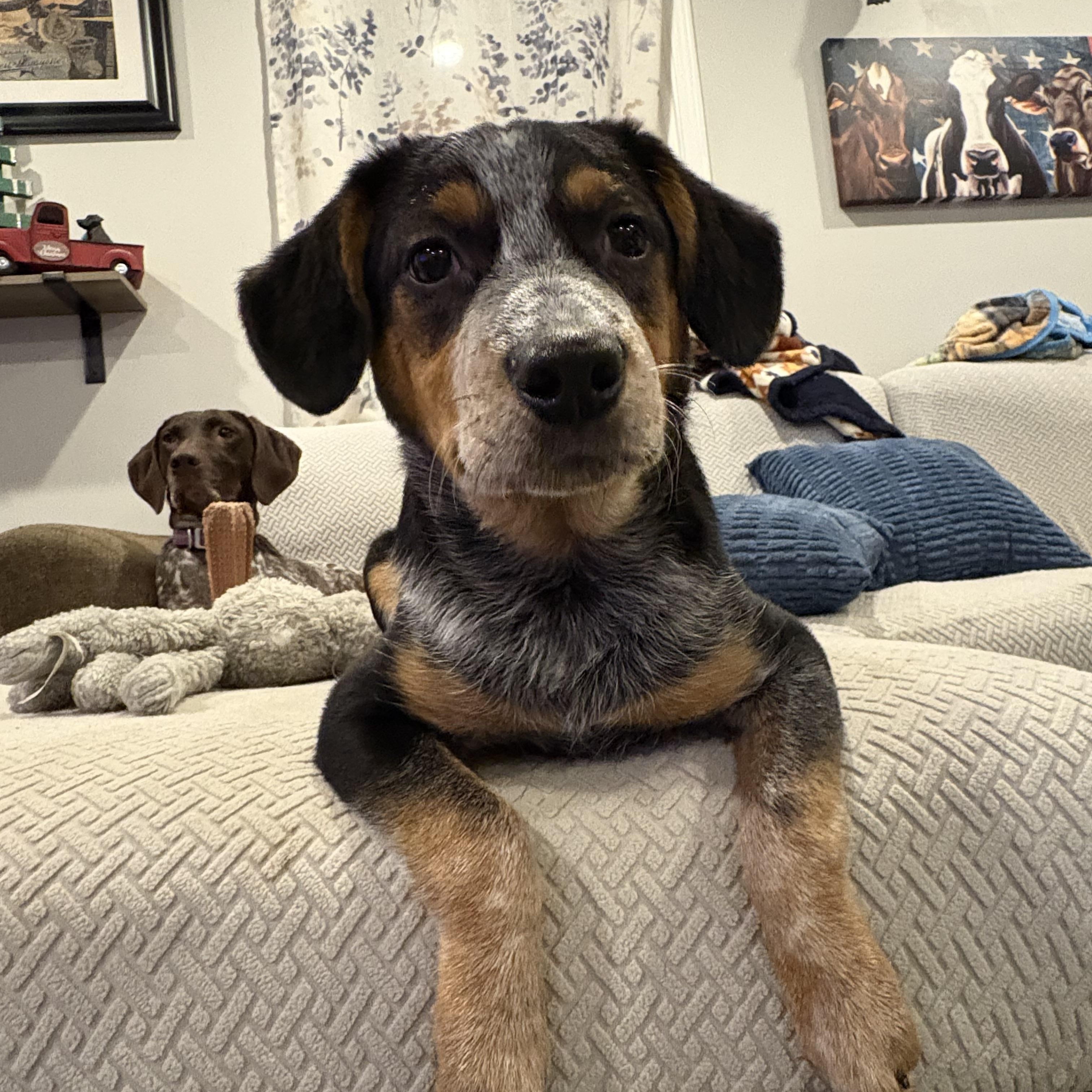 Enlarge Goose, a ADOPTABLE mixed breed in Murray, KY image 2/5