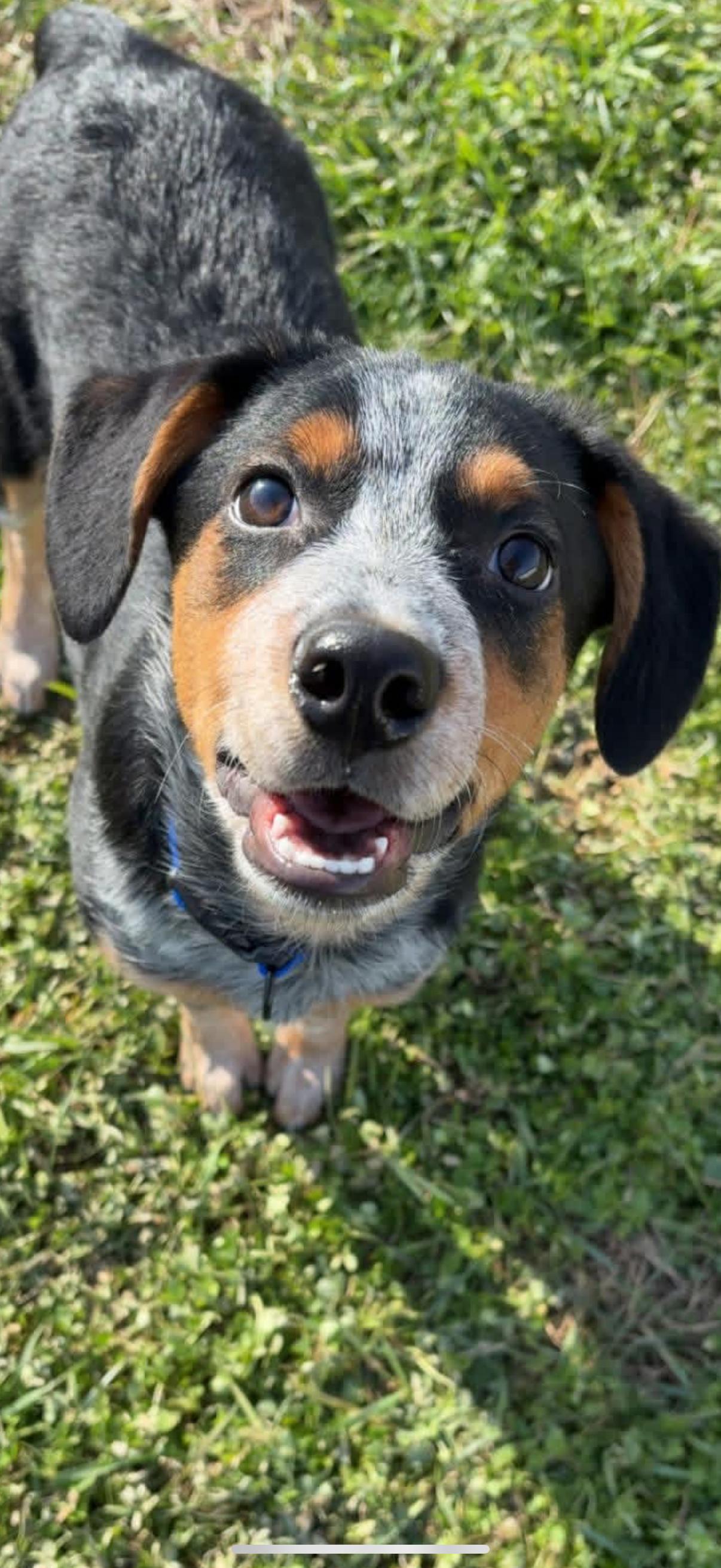 Goose, ADOPTABLE, Young Male Beagle & Australian Cattle Dog / Blue Heeler.