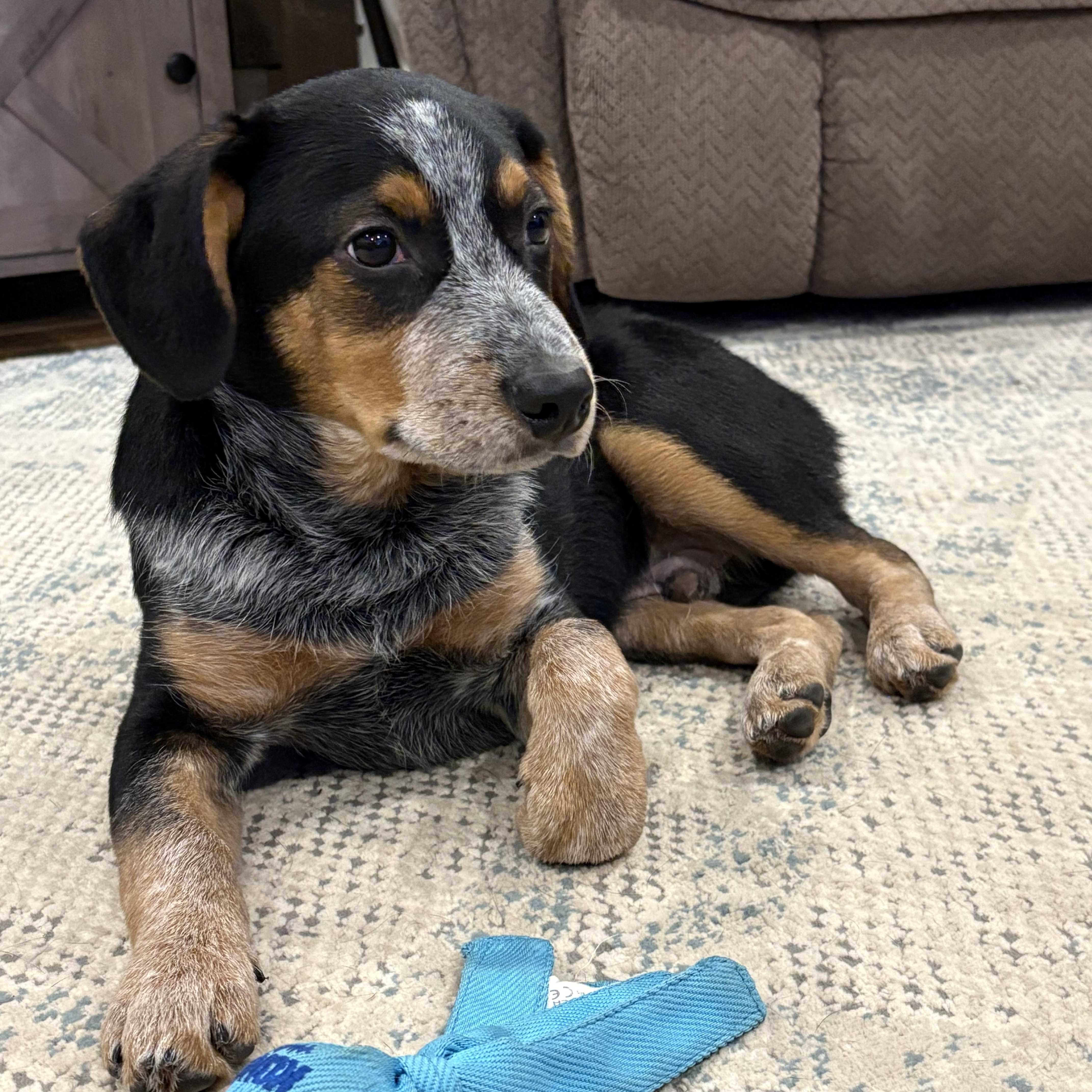 Enlarge Goose, a ADOPTABLE mixed breed in Murray, KY image 4/5