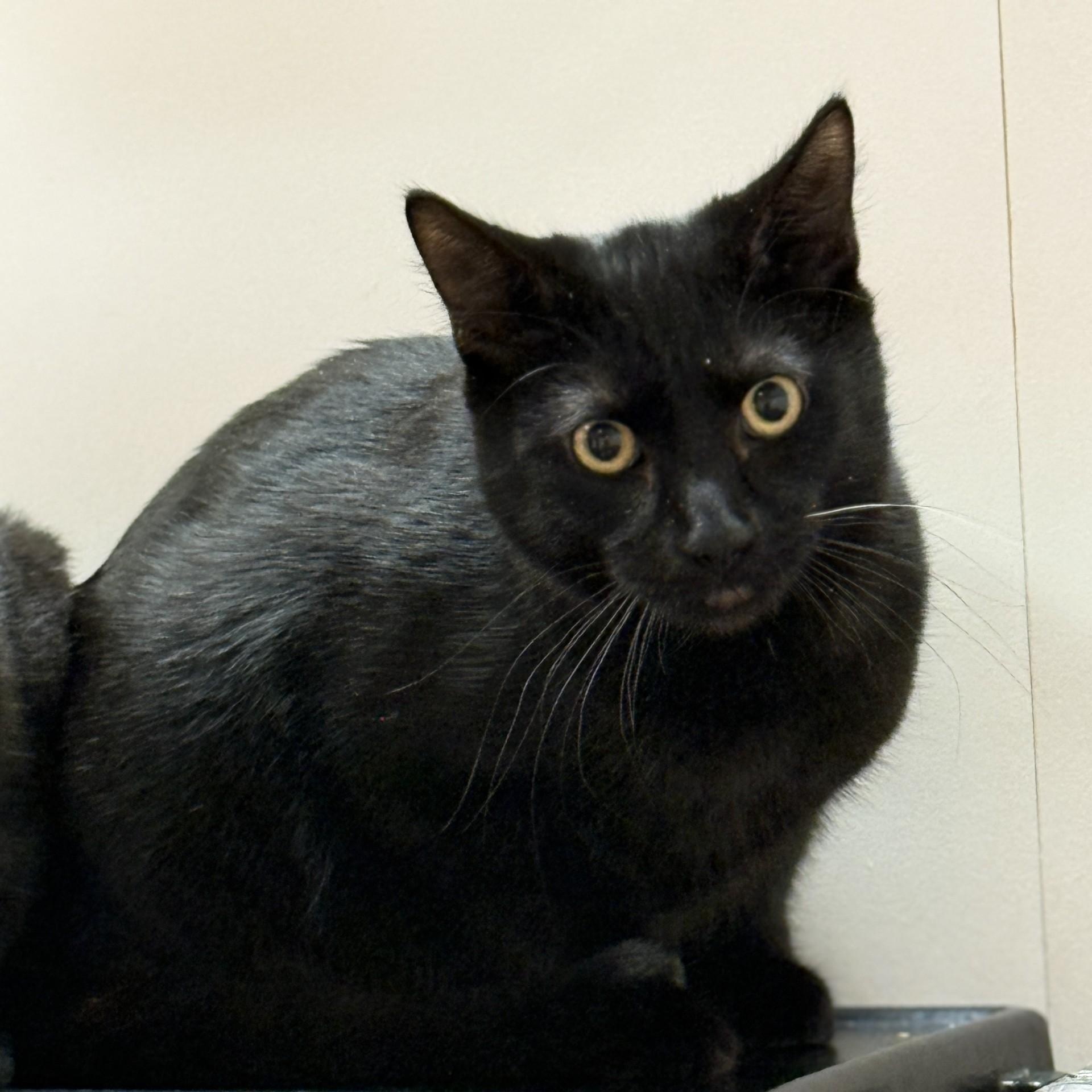 Enlarge Yukon, a ADOPTABLE Domestic Medium Hair in San Andreas, CA image 1/1