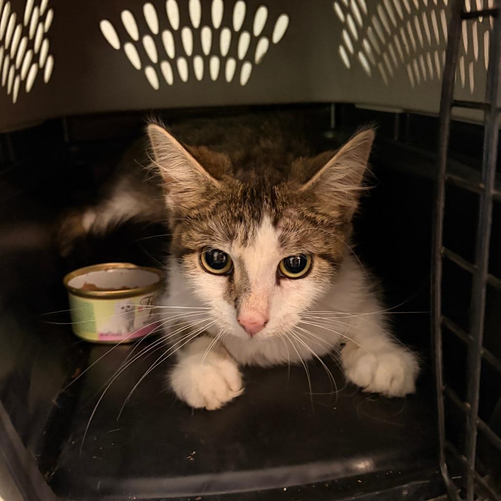 Morgana, Adoptable, Adult Female Domestic Short Hair.