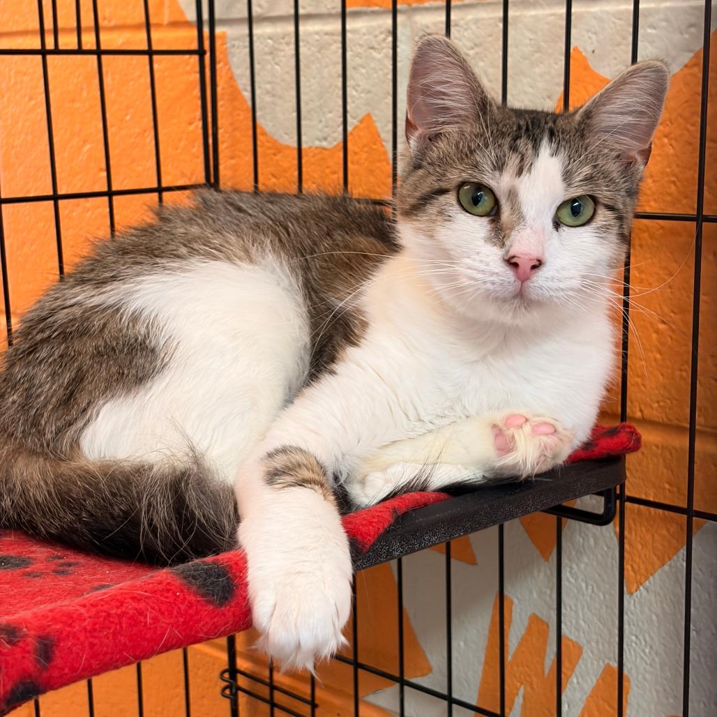Enlarge Morgana, a Adoptable Domestic Short Hair in Franklin, NC image 2/3