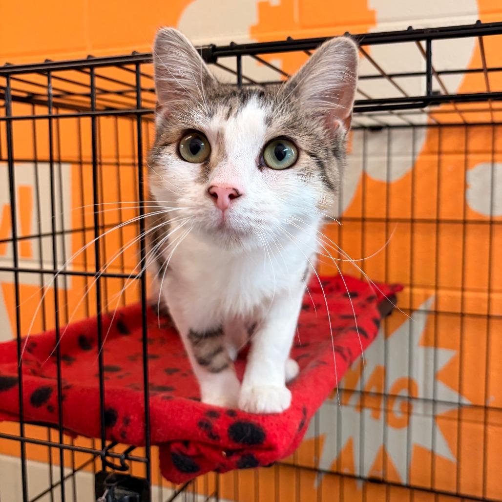 Enlarge Morgana, a Adoptable Domestic Short Hair in Franklin, NC image 3/3