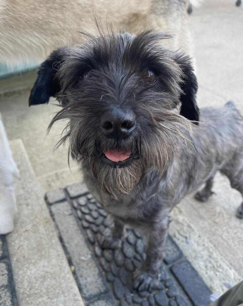 Enlarge Nala, a Adoptable mixed breed in Boulder, CO image 1/4