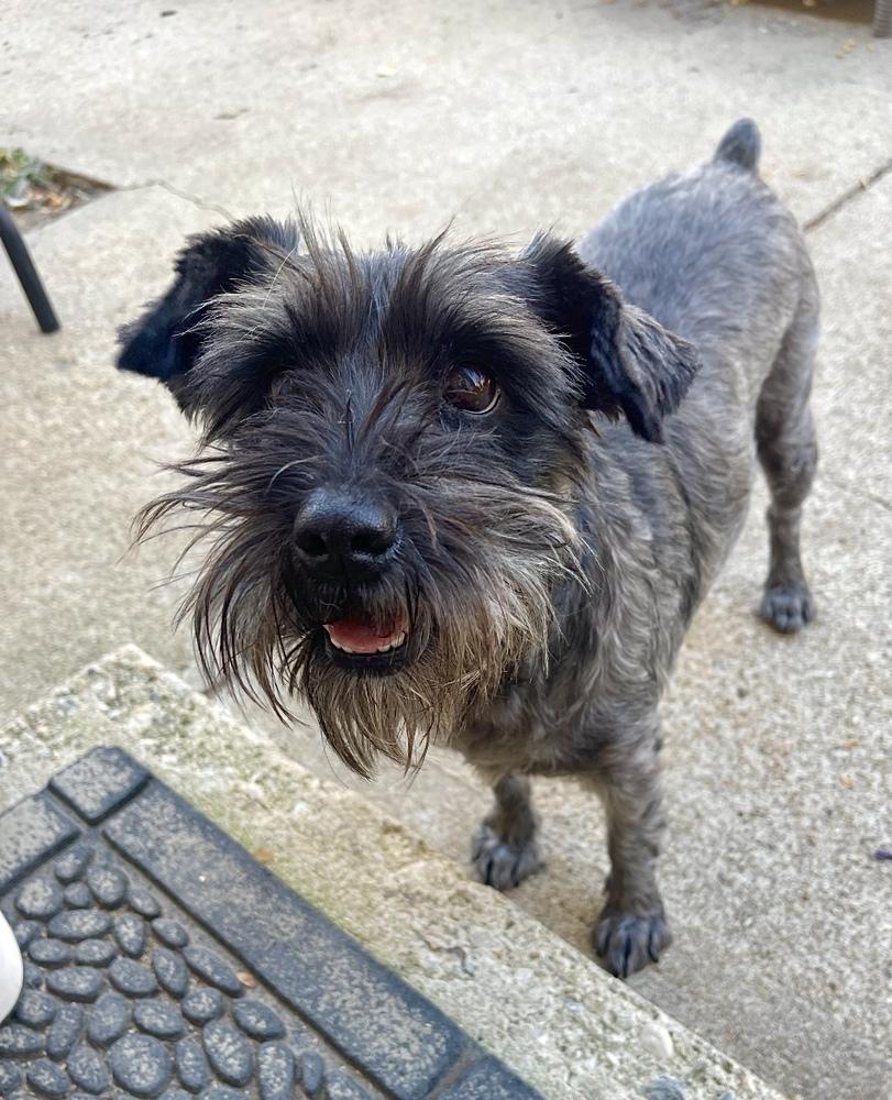 Enlarge Nala, a Adoptable mixed breed in Boulder, CO image 2/4