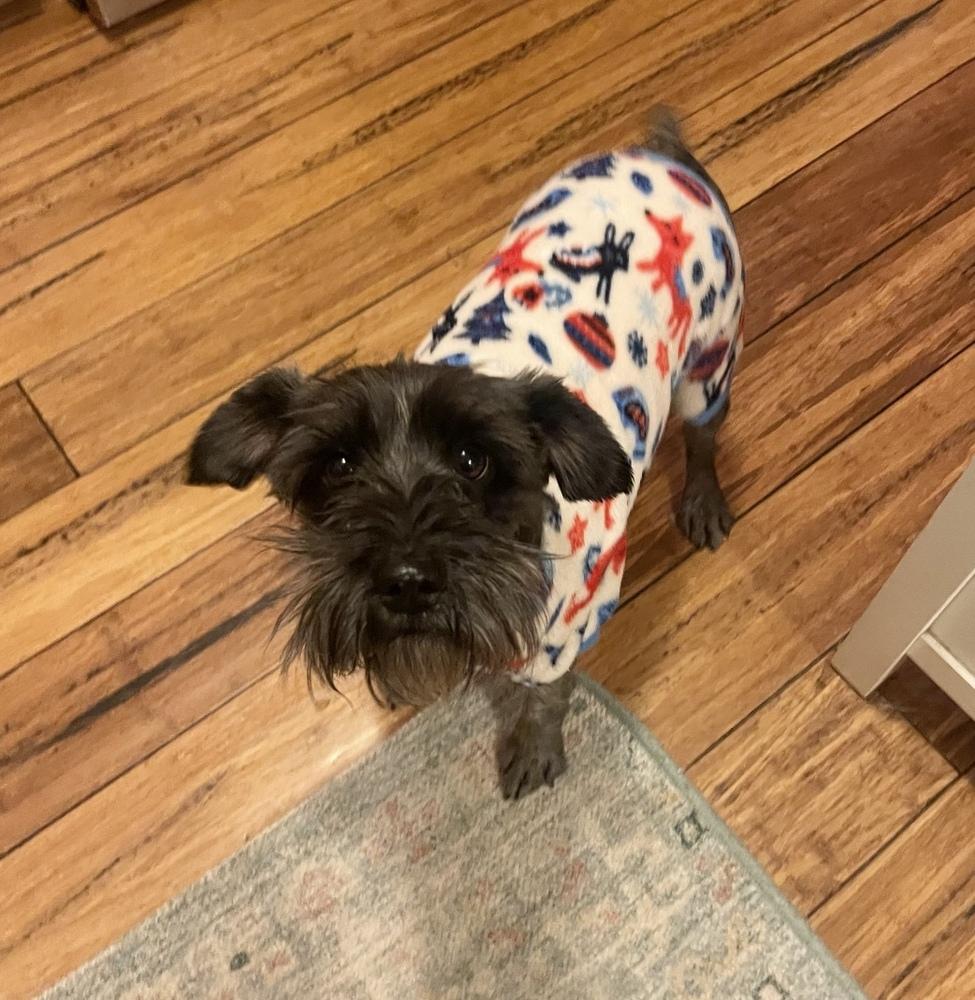 Enlarge Nala, a Adoptable mixed breed in Boulder, CO image 4/4