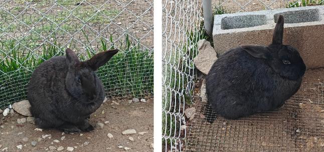 Enlarge *Penelope*, a Adoptable Rex in LAKE ARIEL, PA image 1/1