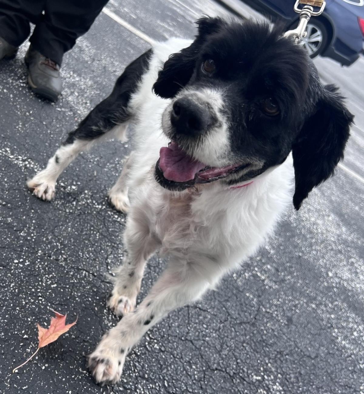 Bert, Adoptable, Senior Male Cocker Spaniel.